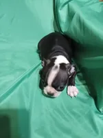 CKC Dottie, a female Boston Terrier for sale in Avon Park, FL – 4 of 4