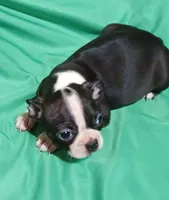 CKC Dottie, a female Boston Terrier for sale in Avon Park, FL – 2 of 4
