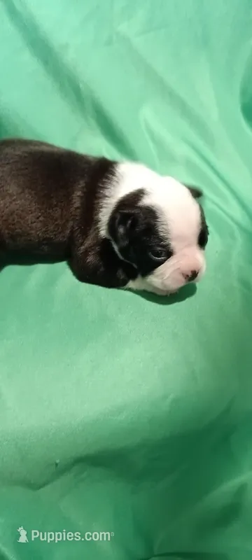 CKC Peggy, a female Boston Terrier for sale in Avon Park, FL – Photo 1 of 4