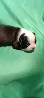CKC Peggy, a female Boston Terrier for sale in Avon Park, FL – Photo 1 of 4