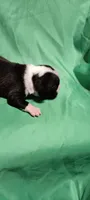CKC Peggy, a female Boston Terrier for sale in Avon Park, FL – Photo 4 of 4