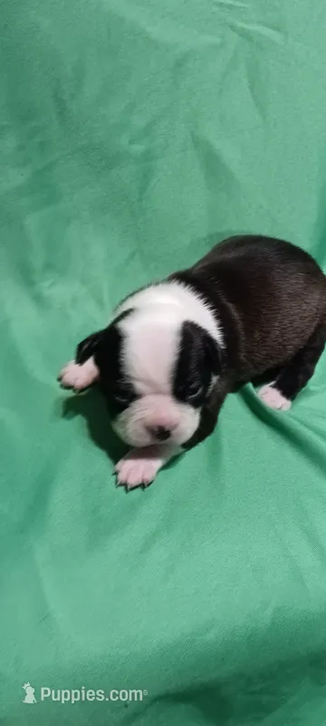 CKC Peggy – Boston Terrier puppy for sale in Avon Park, FL