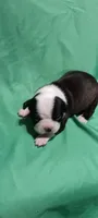 CKC Peggy, a female Boston Terrier for sale in Avon Park, FL – Photo 2 of 4