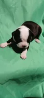 CKC Peggy, a female Boston Terrier for sale in Avon Park, FL – Photo 3 of 4