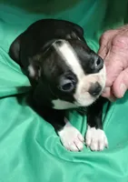 CKC Dottie, a female Boston Terrier for sale in Avon Park, FL – 3 of 4