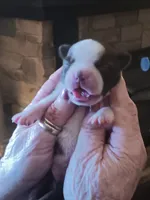 AKC Patty Girl, a  Boston Terrier for sale in Avon Park, FL – 4 of 5