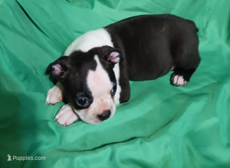 CKC Paul – Boston Terrier puppy for sale in Avon Park, FL