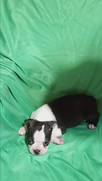 CKC Paul reduced, a male Boston Terrier for sale in Avon Park, FL – 5 of 5