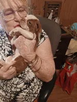 AKC BUDDY MALE, a male Boston Terrier for sale in Avon Park, FL – 3 of 10