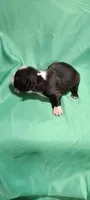 CKC Patty, a female Boston Terrier for sale in Avon Park, FL – Photo 3 of 4
