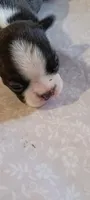 CKC Patty, a female Boston Terrier for sale in Avon Park, FL – Photo 4 of 4