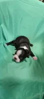 CKC Patty, a female Boston Terrier for sale in Avon Park, FL – Photo 2 of 4