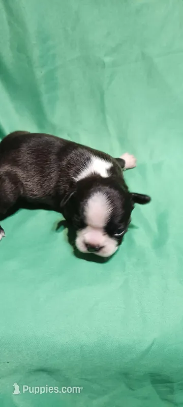 CKC Patty, a female Boston Terrier for sale in Avon Park, FL – Photo 1 of 4