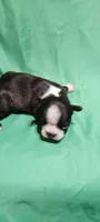 CKC Patty, a female Boston Terrier for sale in Avon Park, FL – Photo 1 of 4