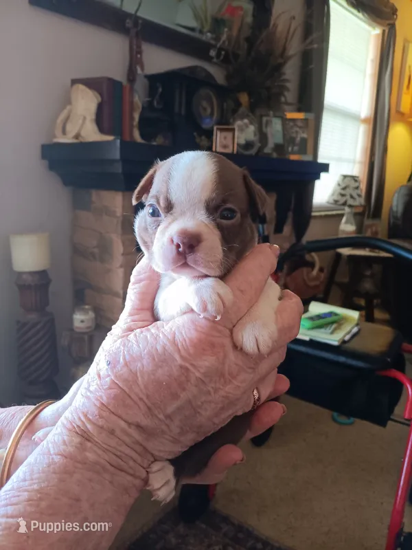 AKC mARK MALE – Boston Terrier puppy for sale in Avon Park, FL