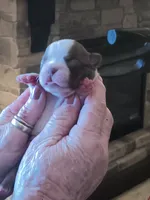 AKC mARK MALE, a  Boston Terrier for sale in Avon Park, FL – 3 of 6