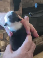 AKC Harry  Male, a  Boston Terrier for sale in Avon Park, FL – 2 of 4