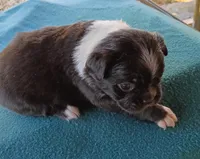 AKC Pugsley, a male Boston Terrier for sale in Avon Park, FL – 2 of 5