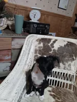 AKC Pugsley, a male Boston Terrier for sale in Avon Park, FL – 5 of 5