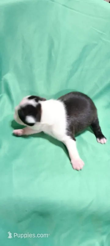 CKC Paula, a female Boston Terrier for sale in Avon Park, FL – Photo 1 of 3