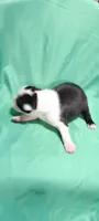 CKC Paula, a female Boston Terrier for sale in Avon Park, FL – Photo 1 of 3