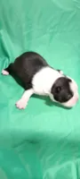 CKC Paula, a female Boston Terrier for sale in Avon Park, FL – Photo 2 of 3