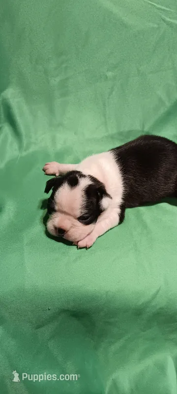 CKC Paul – Boston Terrier puppy for sale in Avon Park, FL