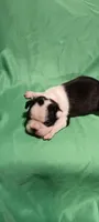 CKC Paula, a female Boston Terrier for sale in Avon Park, FL – Photo 3 of 3