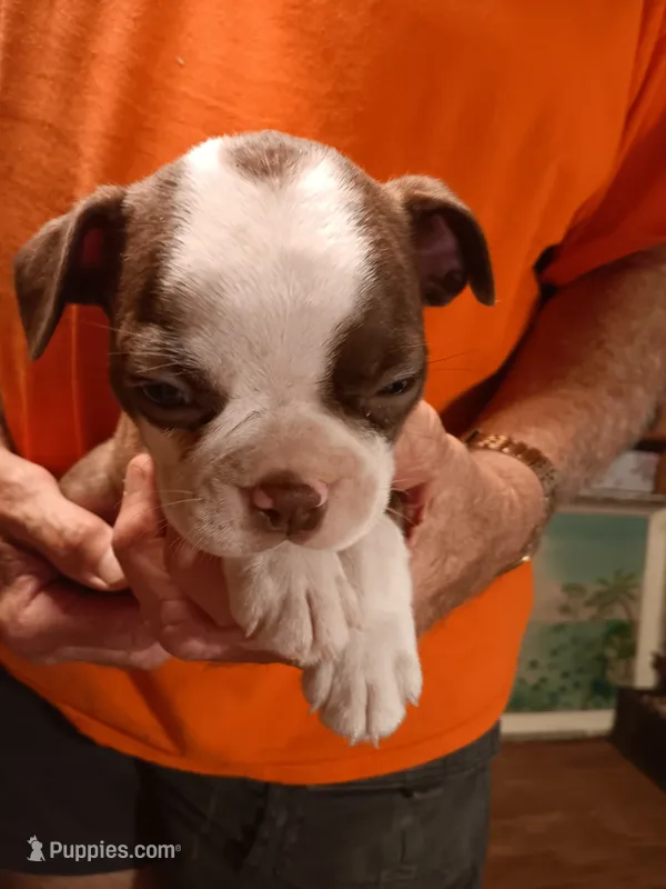 AKC BUDDY MALE – Boston Terrier puppy for sale in Avon Park, FL