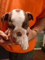 AKC BUDDY MALE, a male Boston Terrier for sale in Avon Park, FL – 2 of 10