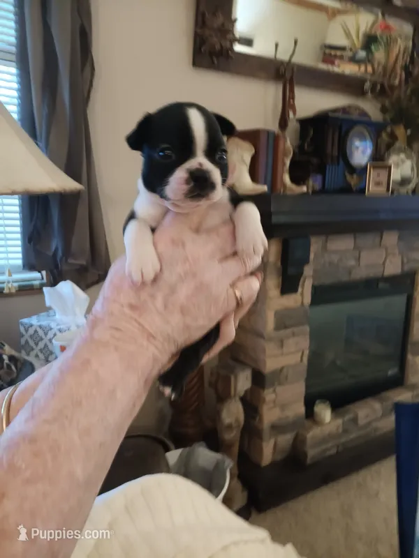 AKC Marley – Boston Terrier puppy for sale in Avon Park, FL