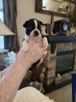 AKC Marley, a  Boston Terrier for sale in Avon Park, FL – 1 of 3