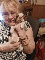 AKC BUDDY MALE, a male Boston Terrier for sale in Avon Park, FL – 6 of 10