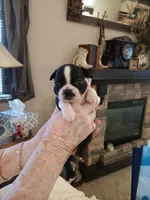 AKC Marley, a  Boston Terrier for sale in Avon Park, FL – 2 of 3