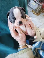 AKC Spot, a male Boston Terrier for sale in Avon Park, FL – Photo 1 of 4