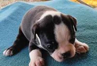AKC Spot, a male Boston Terrier for sale in Avon Park, FL – Photo 3 of 4
