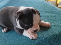 AKC Spot, a male Boston Terrier for sale in Avon Park, FL – Photo 4 of 4