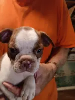 AKC BUDDY MALE, a male Boston Terrier for sale in Avon Park, FL – 5 of 10