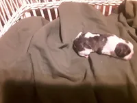 Drew, a male Frenchton for sale in Avon Park, FL – Photo 4 of 5