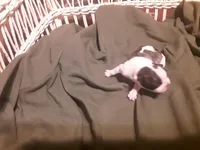 Drew, a male Frenchton for sale in Avon Park, FL – Photo 3 of 5