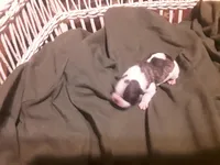 Drew, a male Frenchton for sale in Avon Park, FL – Photo 1 of 5