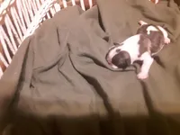 Drew, a male Frenchton for sale in Avon Park, FL – Photo 2 of 5