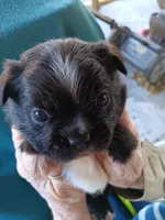 AKC BLACKIE, a male Boston Terrier for sale in Avon Park, FL – Photo 1 of 3