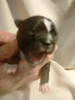 AKC BLACKIE, a male Boston Terrier for sale in Avon Park, FL – Photo 2 of 3