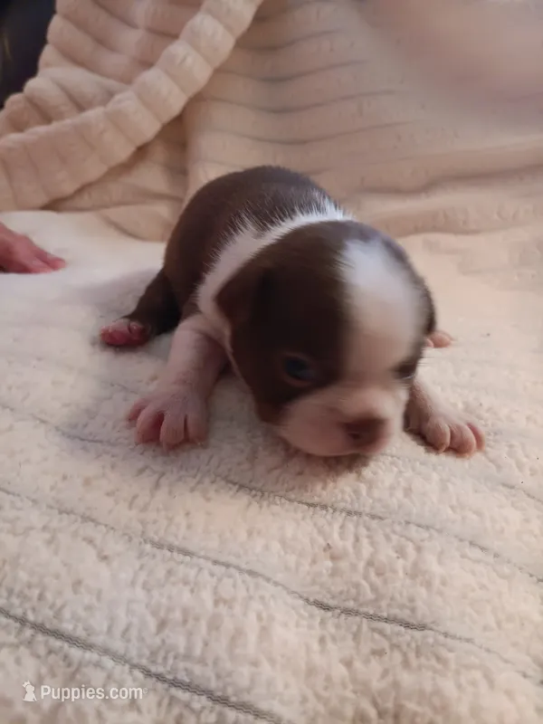 AKC mARK MALE – Boston Terrier puppy for sale in Avon Park, FL
