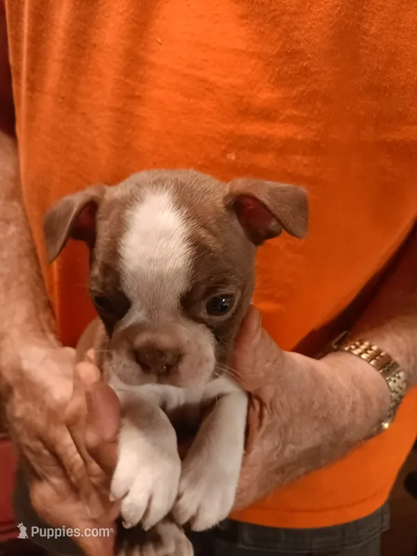 AKC mARK MALE – Boston Terrier puppy for sale in Avon Park, FL