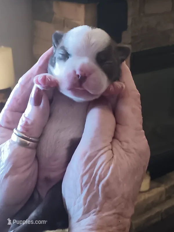 AKC BUDDY MALE – Boston Terrier puppy for sale in Avon Park, FL