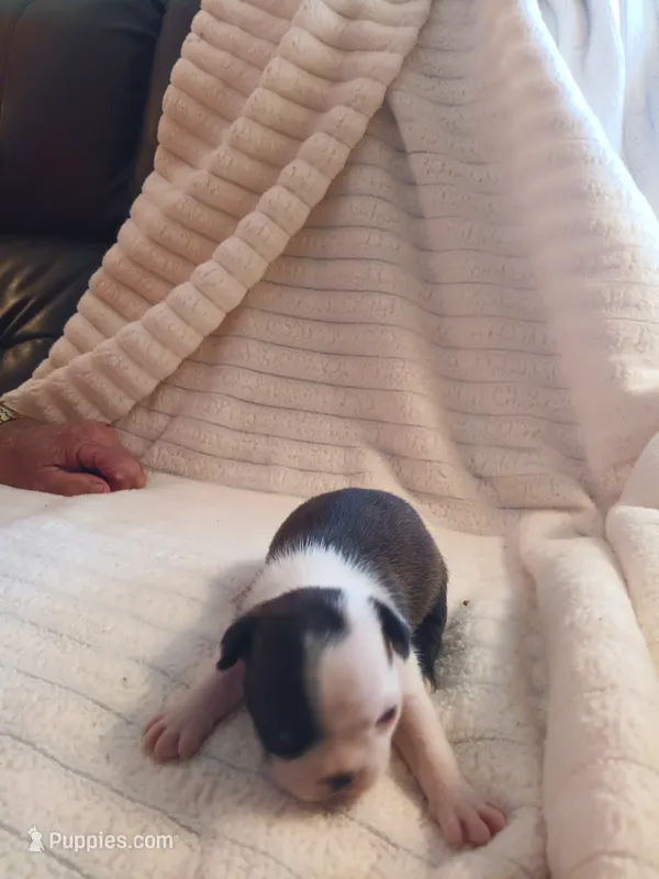 AKC Harry  Male – Boston Terrier puppy for sale in Avon Park, FL