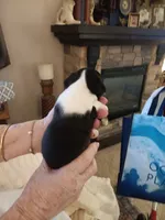 AKC Marley, a  Boston Terrier for sale in Avon Park, FL – 3 of 3