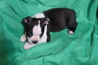 CKC Paul reduced, a male Boston Terrier for sale in Avon Park, FL – 2 of 5